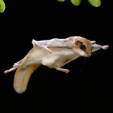 marsupial-volador